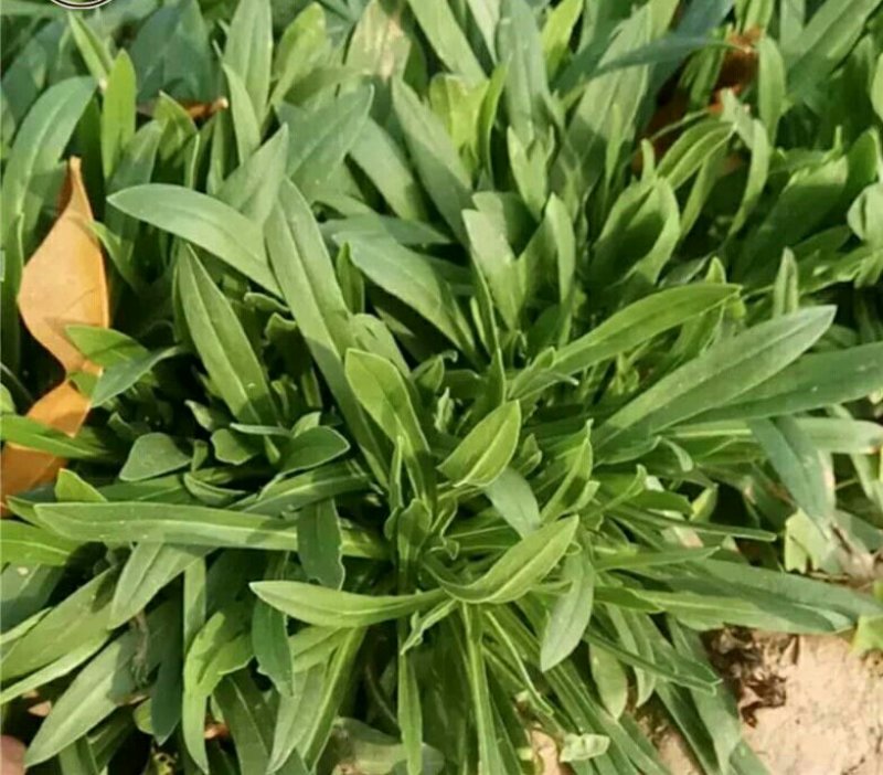 面条菜种籽野菜种子，农家蔬菜种子，批发零售量大优惠