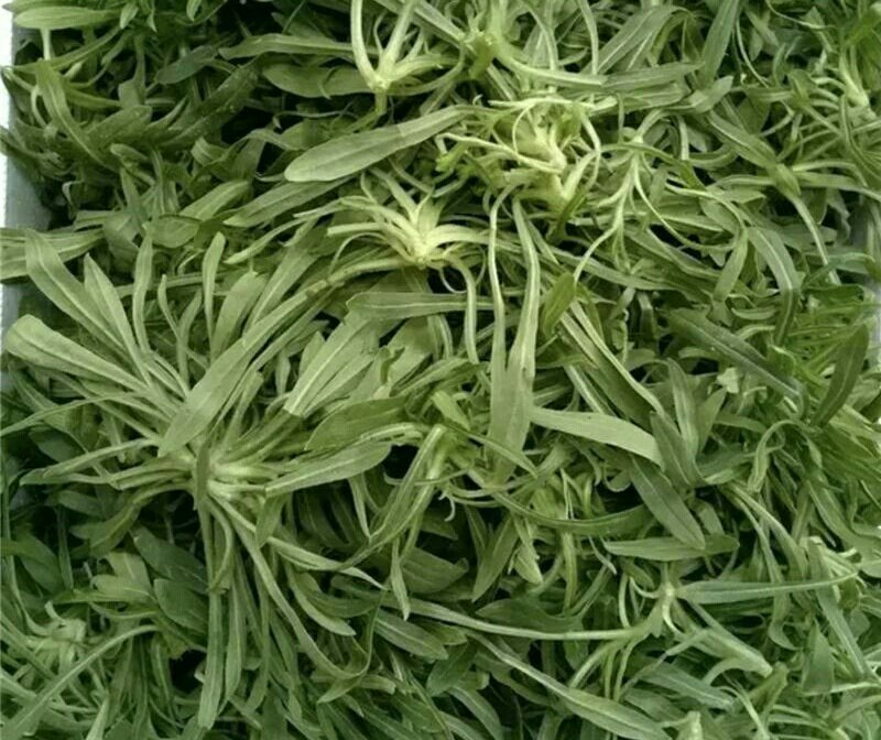 面条菜种籽野菜种子，农家蔬菜种子，批发零售量大优惠