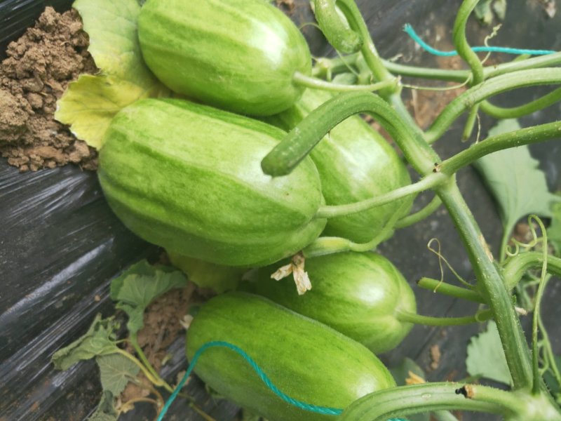 大量现货脆瓜
