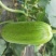 大量现货脆瓜