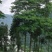 花楸原木