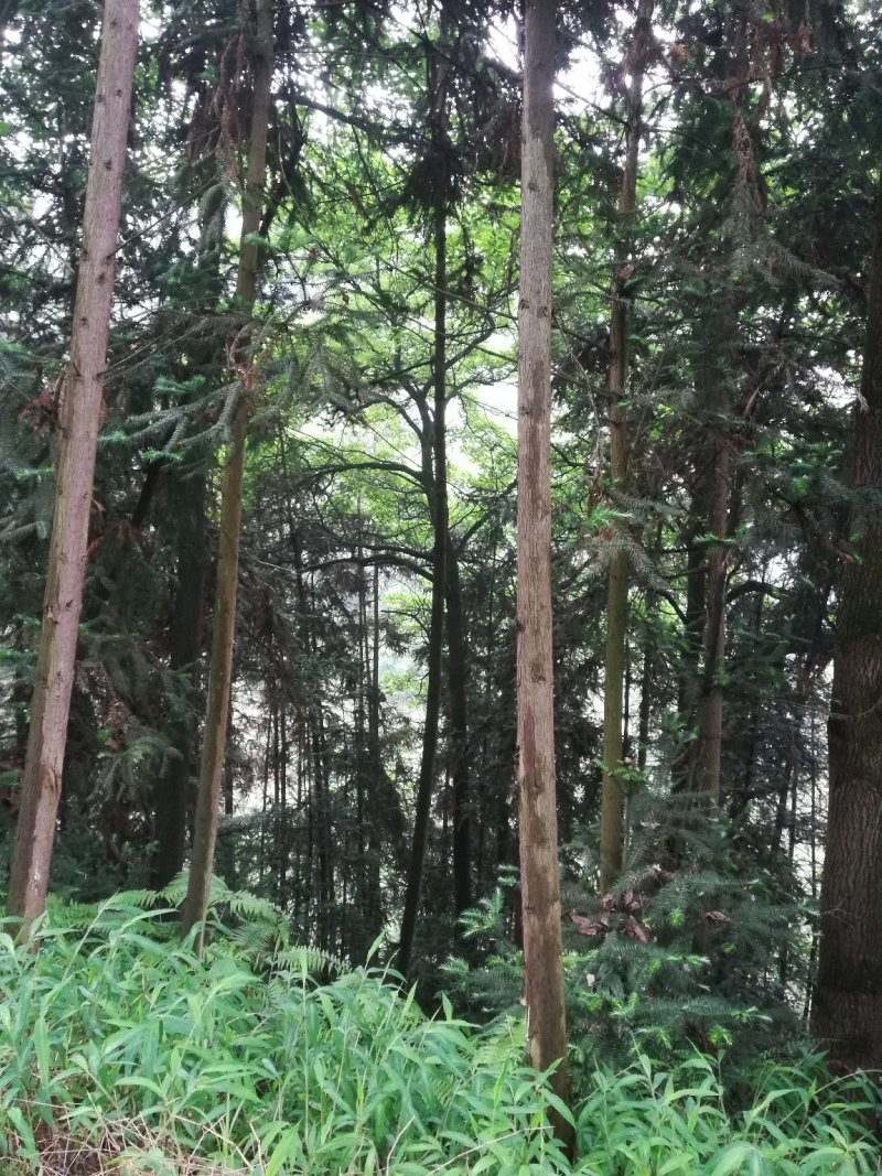 花楸原木