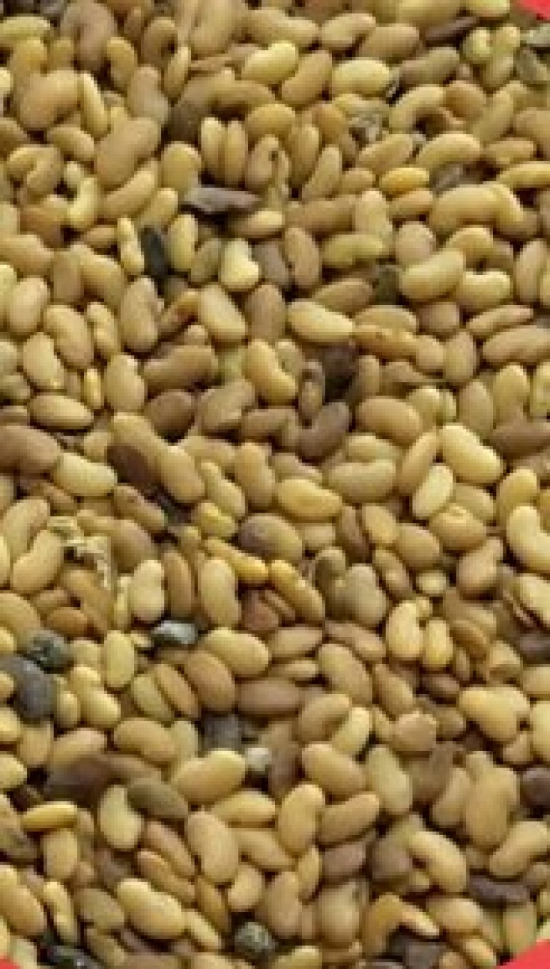 草头种子金花菜种子农家蔬菜四季种春播耐寒蔬菜种孑