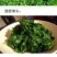 草头种子金花菜种子农家蔬菜四季种春播耐寒蔬菜种孑