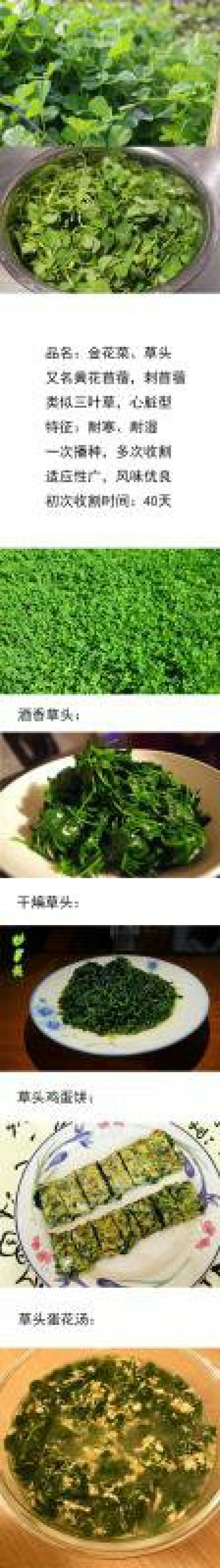 草头种子金花菜种子农家蔬菜四季种春播耐寒蔬菜种孑