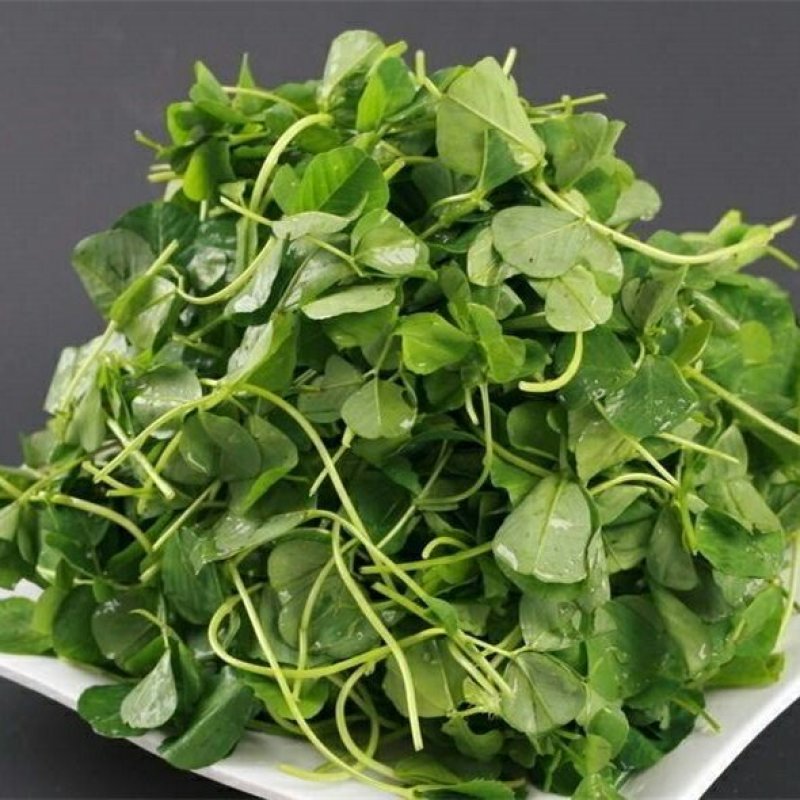 草头种子金花菜种子农家蔬菜四季种春播耐寒蔬菜种孑