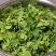草头种子金花菜种子农家蔬菜四季种春播耐寒蔬菜种孑