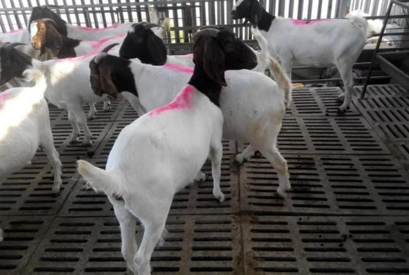 羊羔羊苗母羊怀孕羊成活率保障送货上门