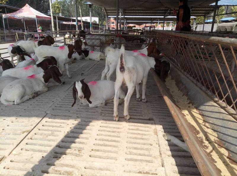 羊羔羊苗母羊怀孕羊成活率保障送货上门