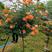 月季园十年种植基地月季树树桩月季高杆月季绿化公司批发