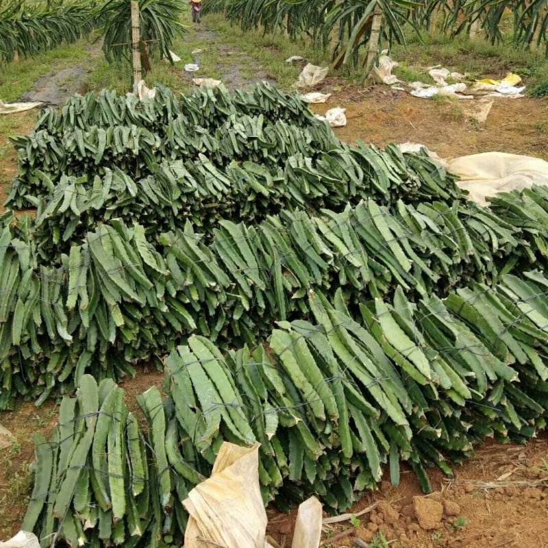 供应红心火龙果种苗及熟果批发，自授粉，出售火龙果熟果包邮