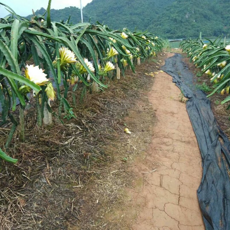 供应红心火龙果种苗及熟果批发，自授粉，出售火龙果熟果包邮
