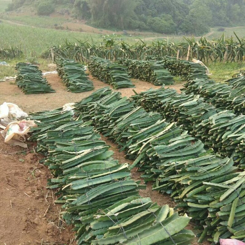 供应红心火龙果种苗及熟果批发，自授粉，出售火龙果熟果包邮