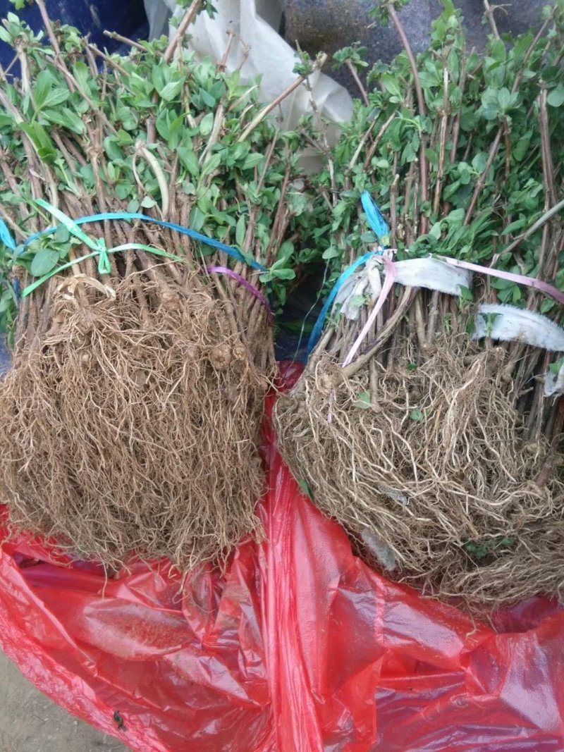 金银花苗常年大量供应山东道地各种中药材