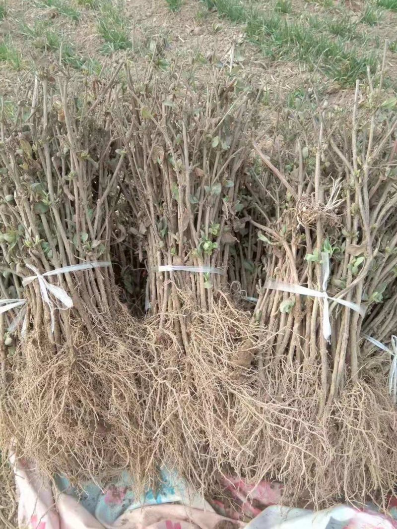 金银花苗常年大量供应山东道地各种中药材