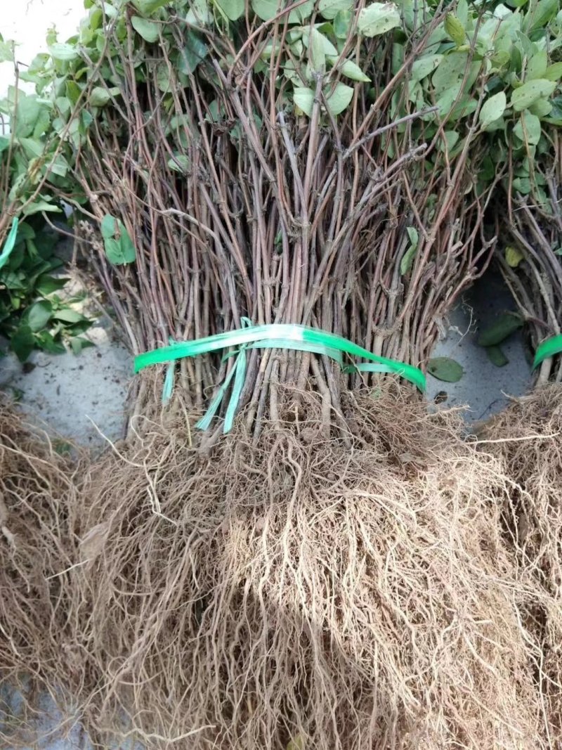 金银花苗常年大量供应山东道地各种中药材
