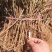 金银花苗常年大量供应山东道地各种中药材