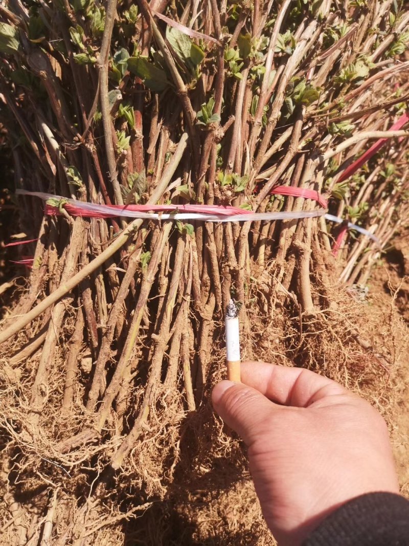 金银花苗常年大量供应山东道地各种中药材