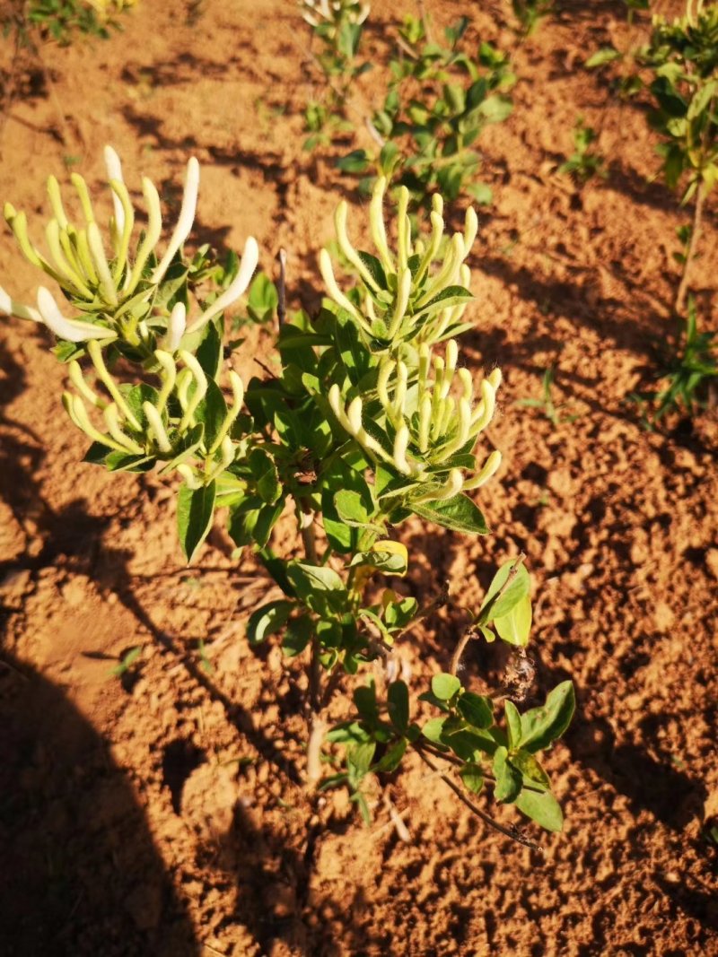 金银花苗常年大量供应山东道地各种中药材