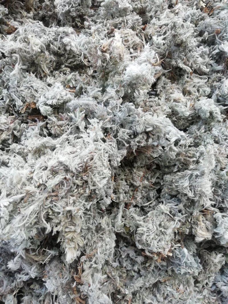 茵陈常年大量供应山东道地各种中药材