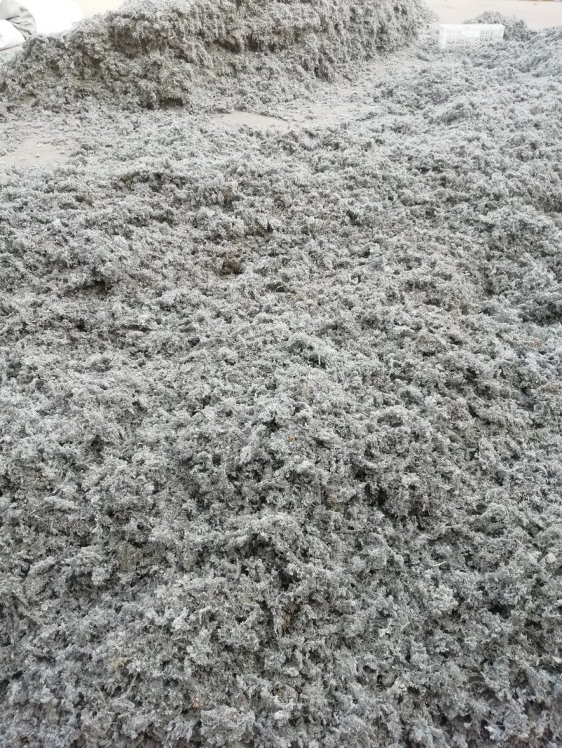 茵陈常年大量供应山东道地各种中药材