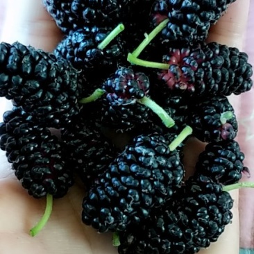 桑椹