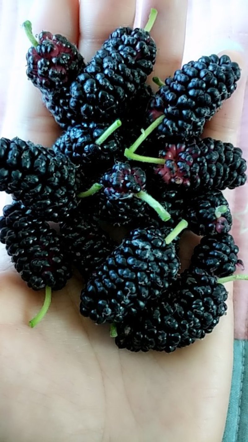 桑椹