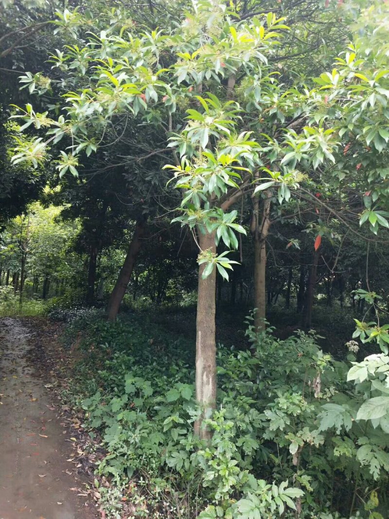 杜英树，杜英批发，杜英种植基地
