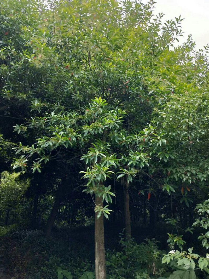 杜英树，杜英批发，杜英种植基地