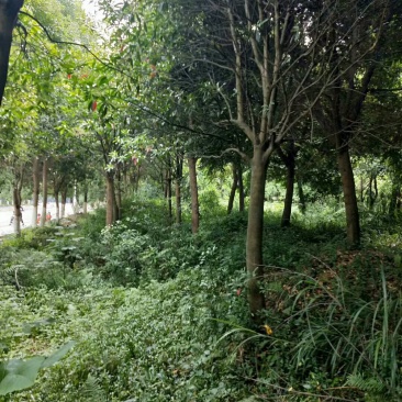 杜英树，杜英批发，杜英种植基地