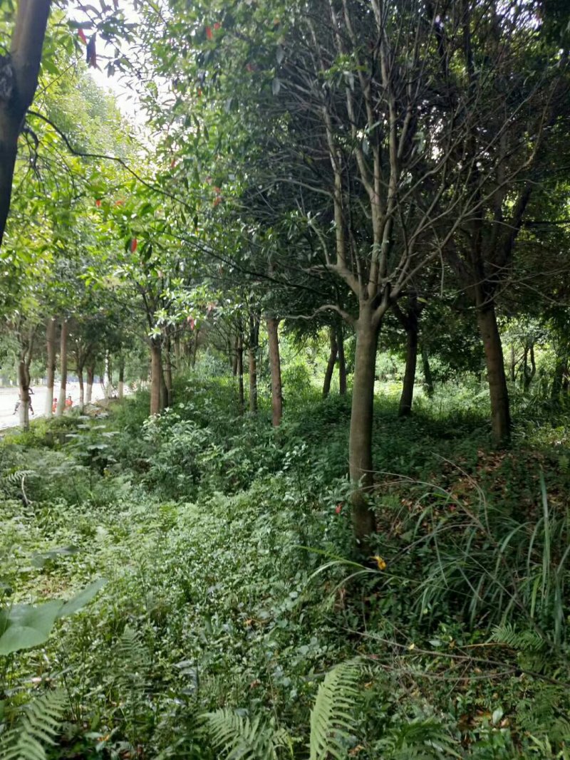 杜英树，杜英批发，杜英种植基地