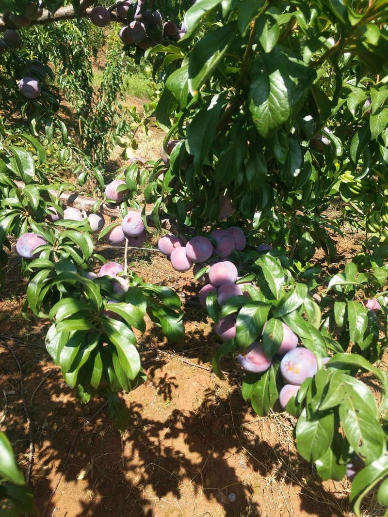 四川，凉山，会理李子五月脆，半边红，翠红李，