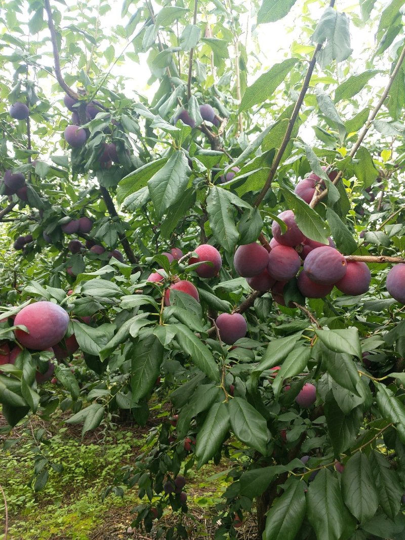 四川，凉山，会理李子五月脆，半边红，翠红李，