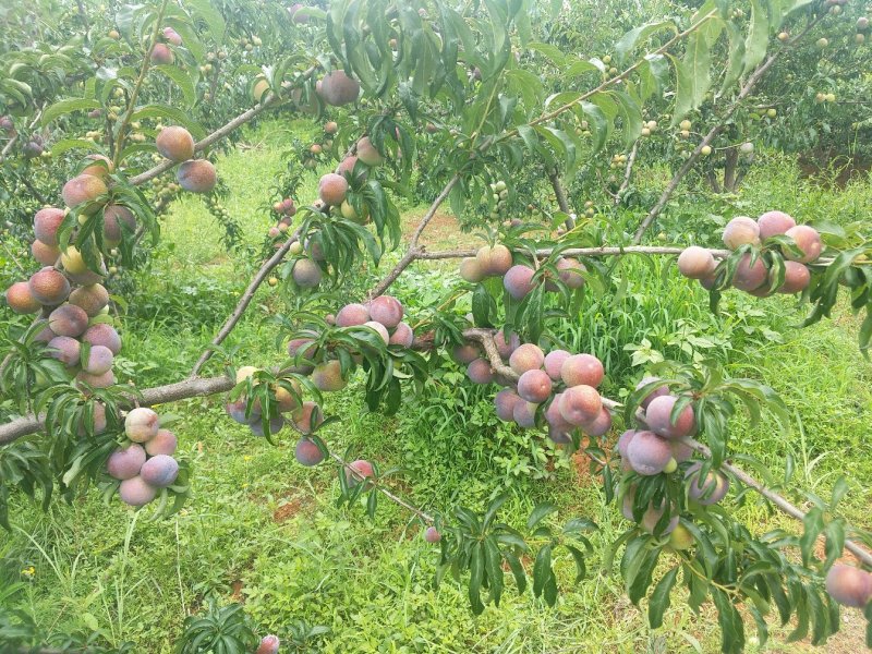 四川，凉山，会理李子五月脆，半边红，翠红李，