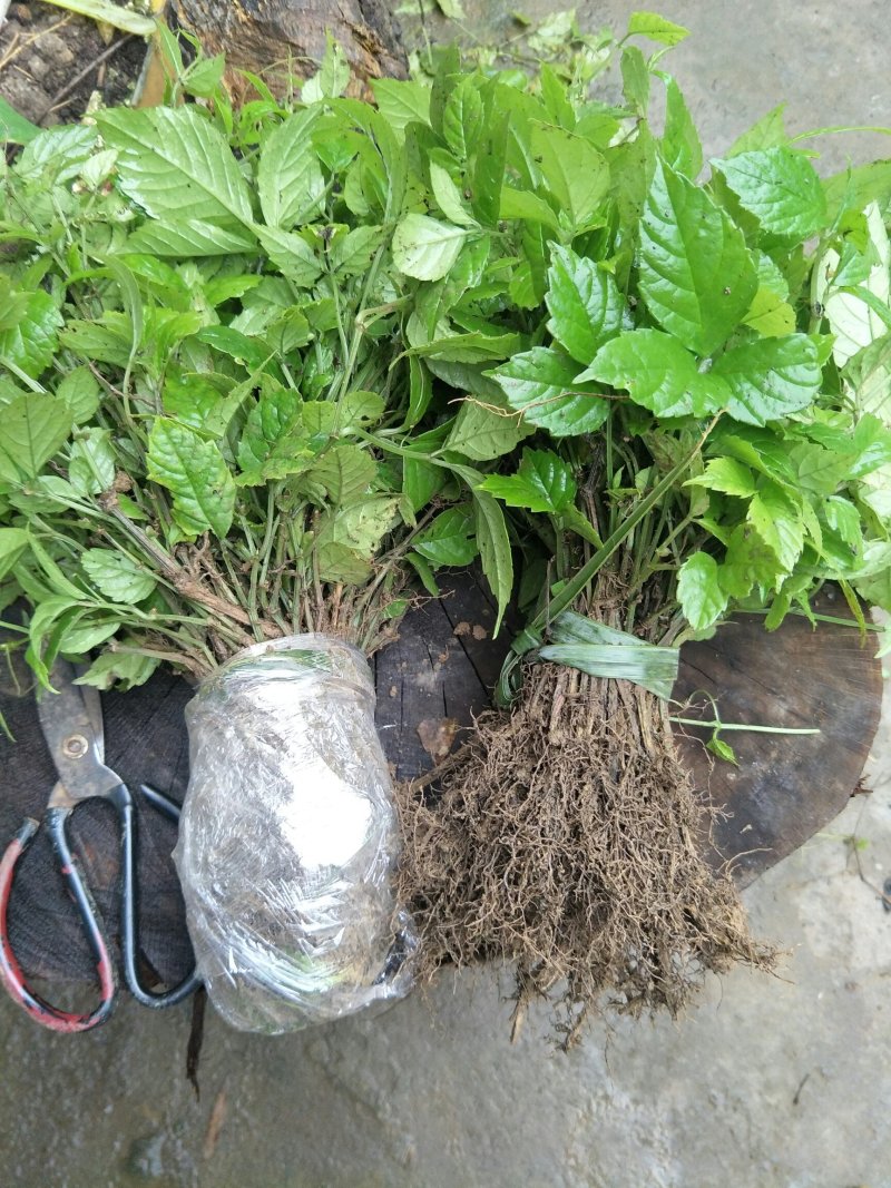 三叶青藤三叶青鲜货三叶青干货藤10斤起发货