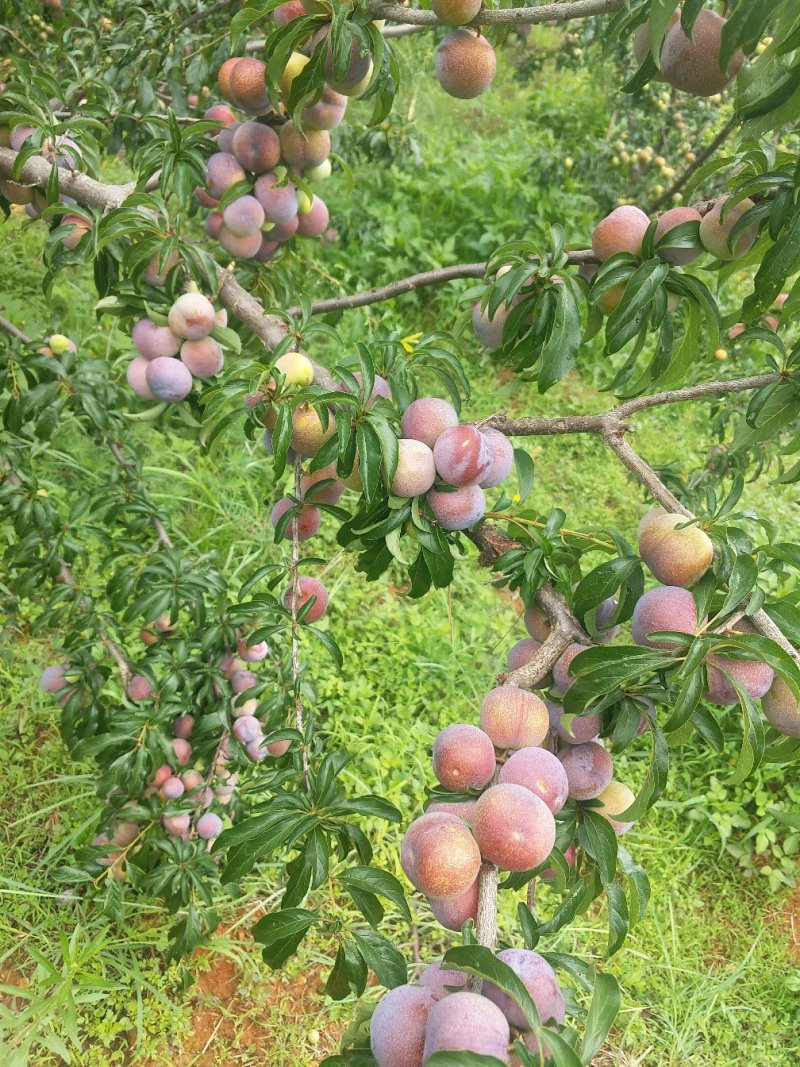 四川，凉山，会理李子五月脆，半边红，翠红李，