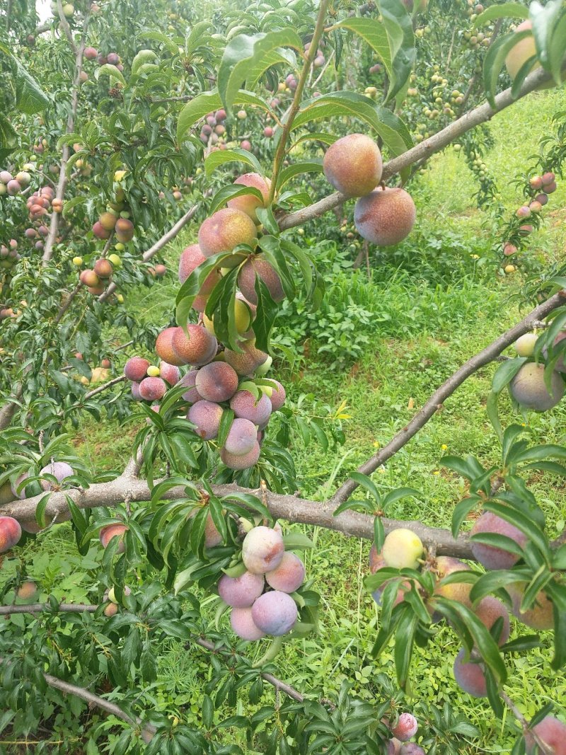 四川，凉山，会理李子五月脆，半边红，翠红李，