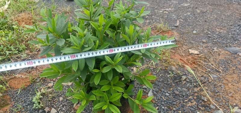 我，郴州市苏仙区清江花卉苗木草皮种植专业合作社大量出售各