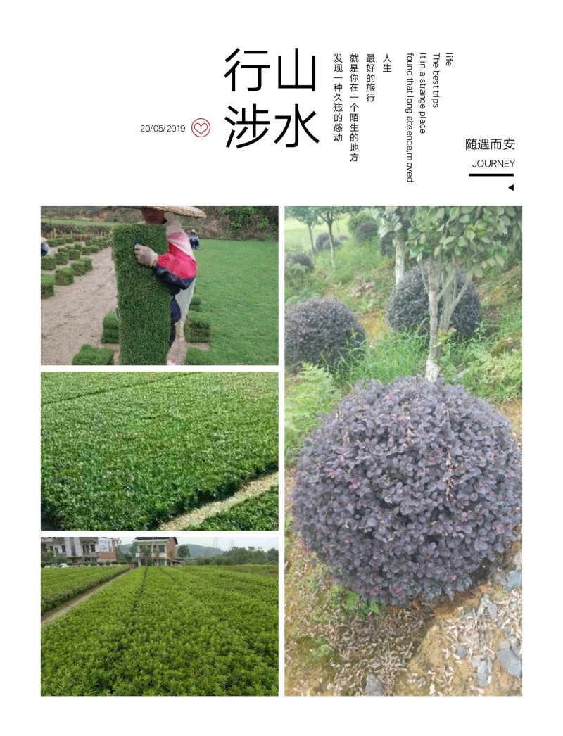 我，郴州市苏仙区清江花卉苗木草皮种植专业合作社大量出售各
