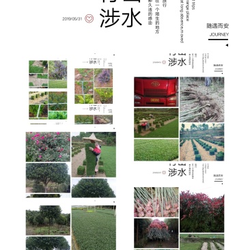 我，郴州市苏仙区清江花卉苗木草皮种植专业合作社大量出售各