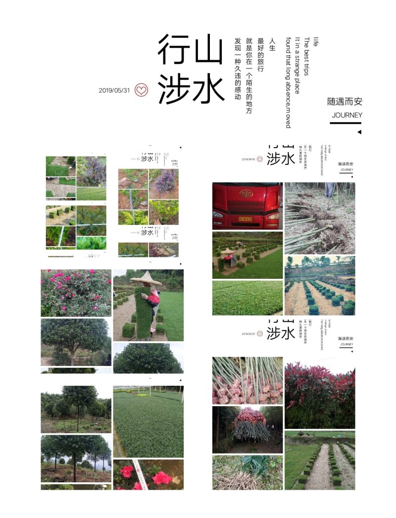 我，郴州市苏仙区清江花卉苗木草皮种植专业合作社大量出售各