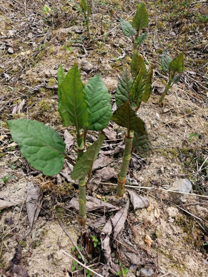 虎杖种苗酸汤梗种苗种芽虎杖种芽虎斑竹种苗
