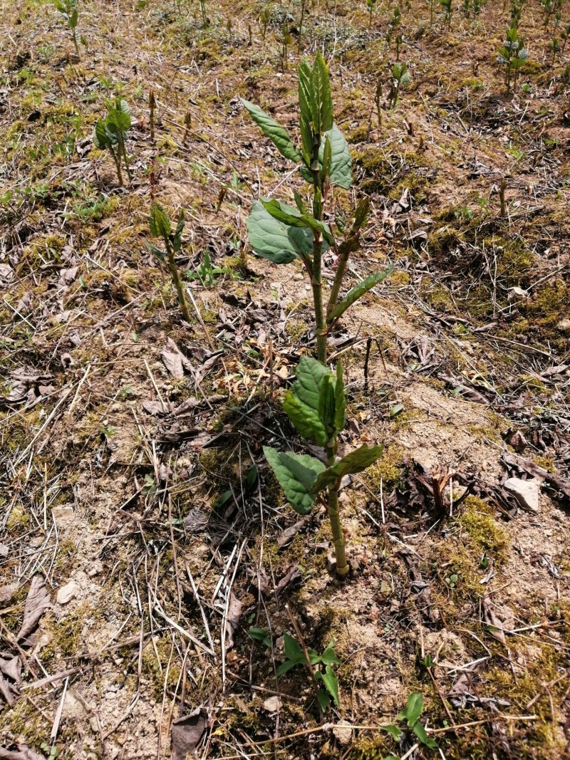 虎杖种苗酸汤梗种苗种芽虎杖种芽虎斑竹种苗