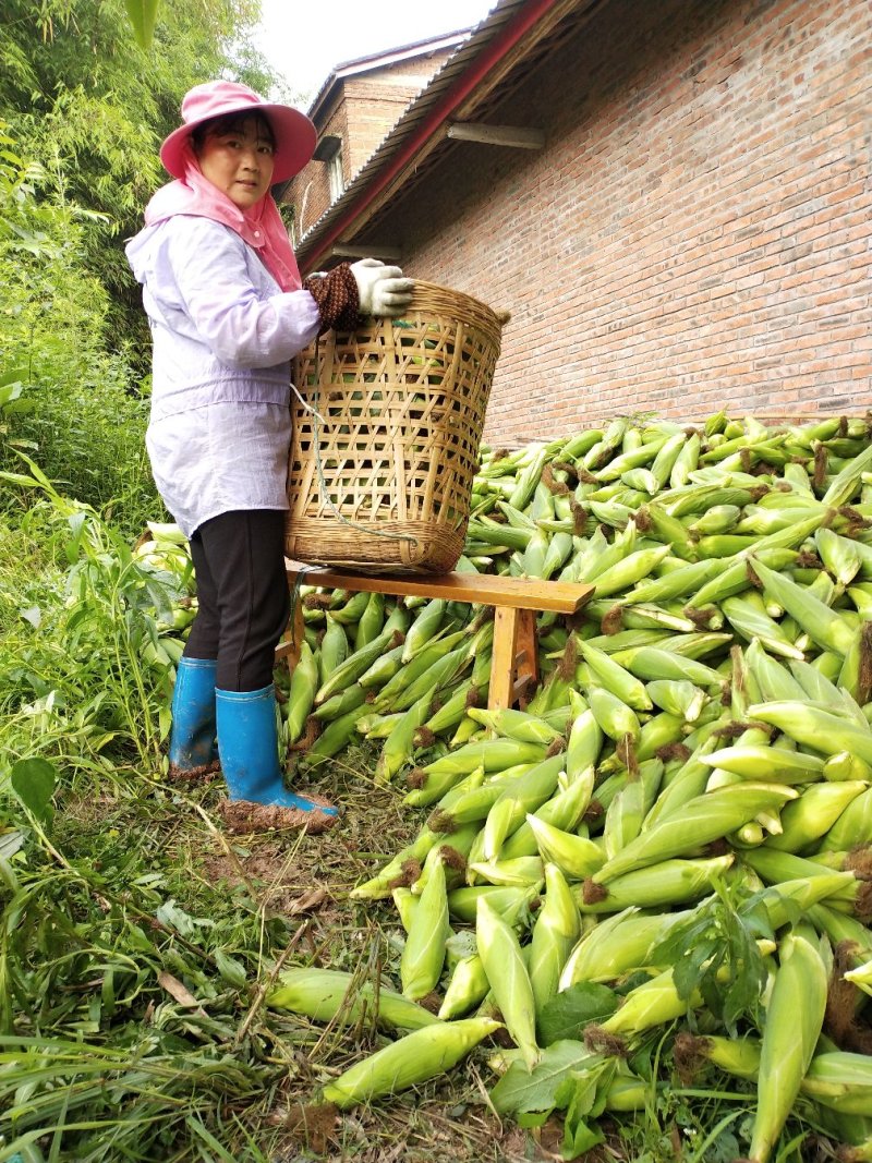 白玉米，自贡万糯2000。188都有。自己基地。一手
