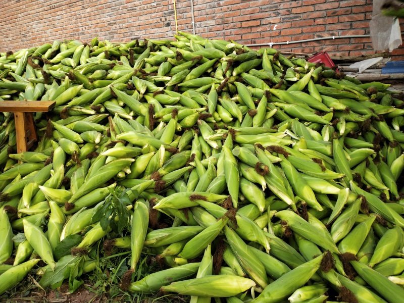 白玉米，自贡万糯2000。188都有。自己基地。一手