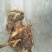 贵州大方县野生天麻，质量保证，假一赔十顺丰包邮