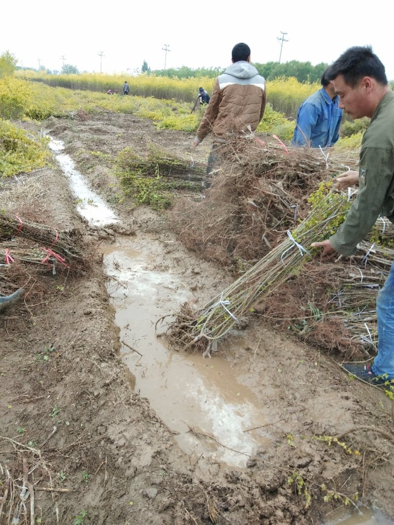 地径:0.5-1.5cm金叶榆，杯苗金叶榆,金叶榆球，
