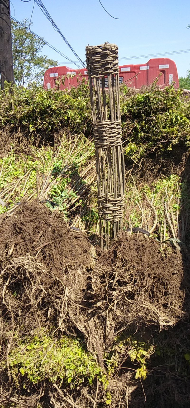 地径:0.5-1.5cm金叶榆，杯苗金叶榆,金叶榆球，