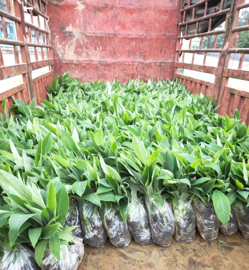 出售广西农科院制种香蕉苗/金粉一号蕉苗，西贡蕉苗，粉蕉苗