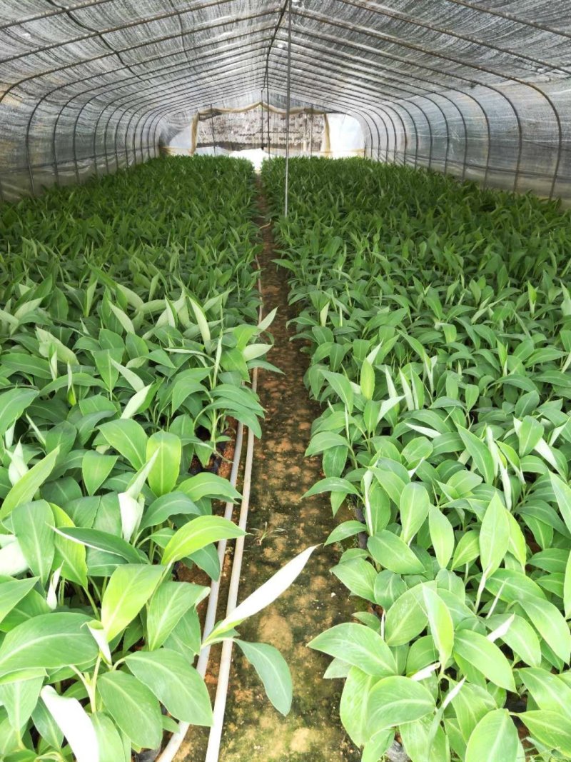 出售广西农科院制种香蕉苗/金粉一号蕉苗，西贡蕉苗，粉蕉苗